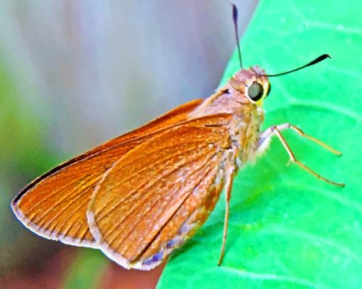 Brown Skipper Butterfly paint by numbers