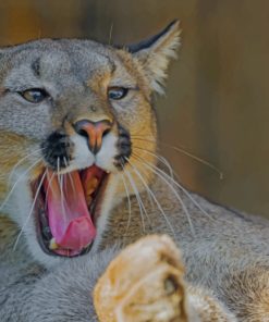 Brown Yawning Cougar paint by numbers