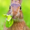 Bunny Eating Grass paint by numbers