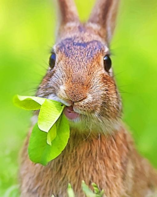 Bunny Eating Grass paint by numbers