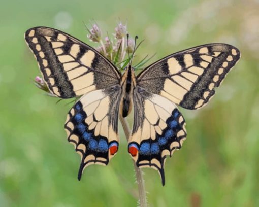 Butterflies Insects Machaon paint by numbers