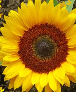 Butterfly Sunflower Paint By Numbers