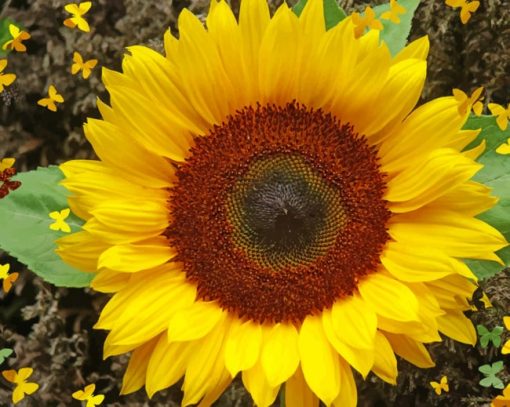 Butterfly Sunflower Paint By Numbers