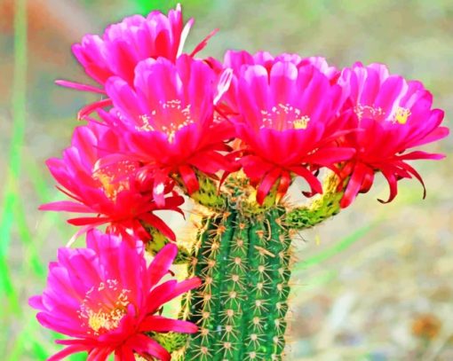 Cactus Bloom Flowers paint by numbers