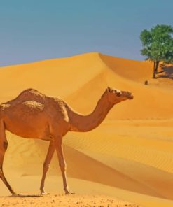 Camel In Desert Lands paint by numbers