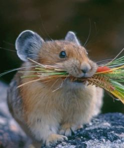 Chinchilla Animal Eating paint by numbers