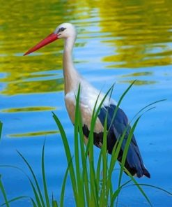 Ciconia Bird paint by numbers