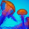 Colorful Jellyfish Paint By Numbers