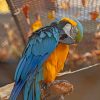 Colorful Parrot Paint By Numbers