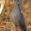 Columbidae Bird paint by numbers