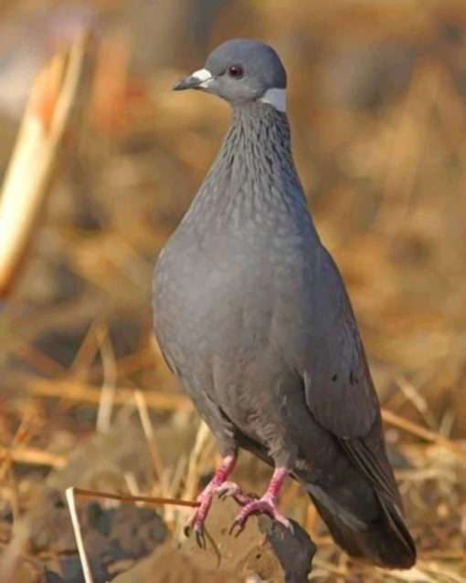 Columbidae Bird paint by numbers