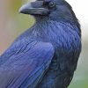 Common Raven paint by numbers