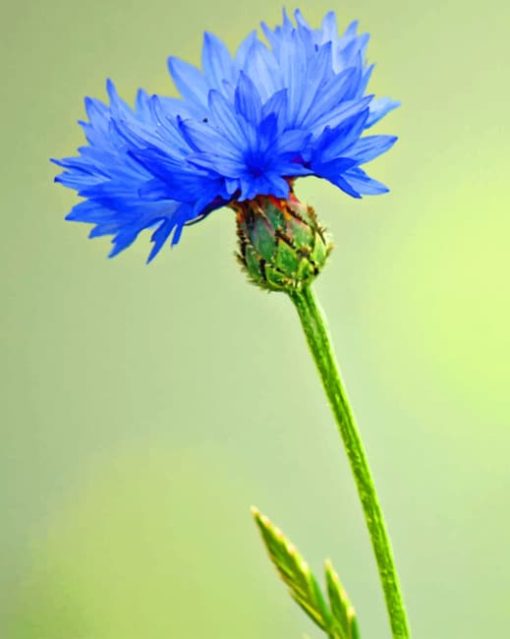 Cornflower Plant paint by numbers