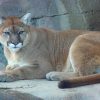 Cougar Animal Sitting In Cave paint by numbers