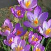 Crocus Vernus Flowers paint by numbers