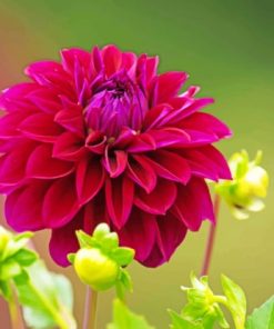 Dahlia Flower Wine Color paint by numbers