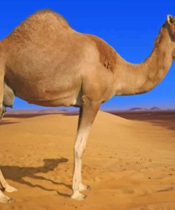 Desert Camel Animal paint by numbers