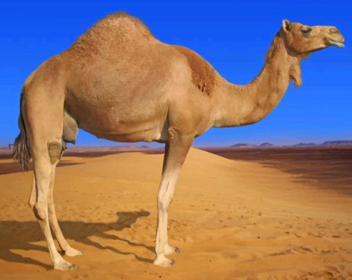 Desert Camel Animal paint by numbers