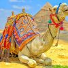 Desert Camel Paint By Numbers