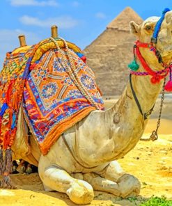 Desert Camel Paint By Numbers