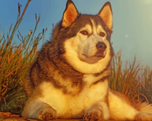 Dog Husky Glance Animal paint by numbers