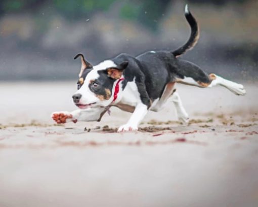 Dog Run After Ball In Beach paint by numbers