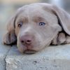 Labrador Retriever Puppy Dog paint by numbers