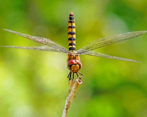 Dragonfly Insect Species paint by numbers