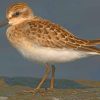 Dunlin Bird paint by numbers