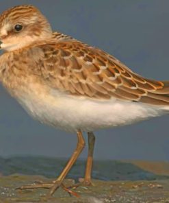 Dunlin Bird paint by numbers