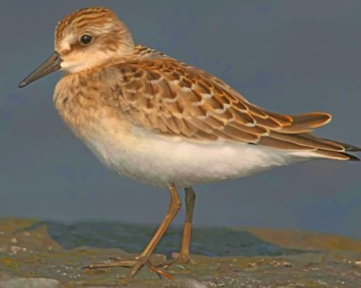 Dunlin Bird paint by numbers