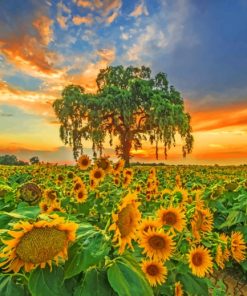 Dusk Sunflowers Paint By Numbers