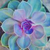 Echeveria Elegans Plant paint by numbers