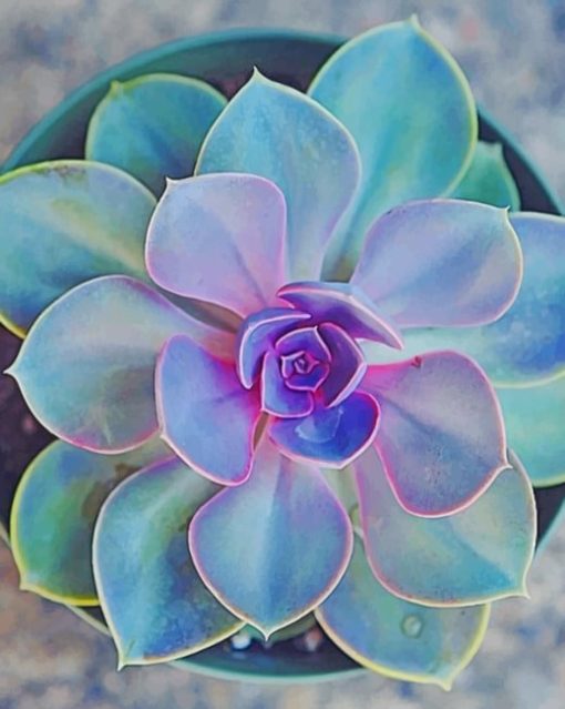 Echeveria Elegans Plant paint by numbers