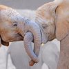 Elephant Lovers