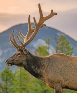 Elk With Big Horns In Nature paint by numbers