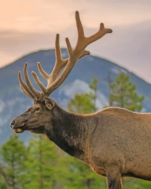 Elk With Big Horns In Nature paint by numbers