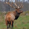 Elk Deer In The Forest paint by numbers