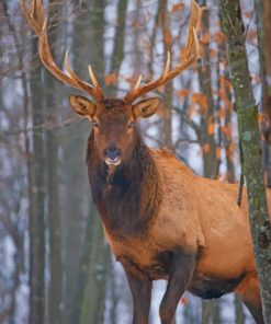 Cute Elk Deer paint by numbers