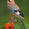 Eurasian Jay Bird paint by numbers