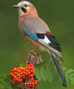 Eurasian Jay Bird paint by numbers