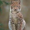 Eurasian Lynx paint by numbers