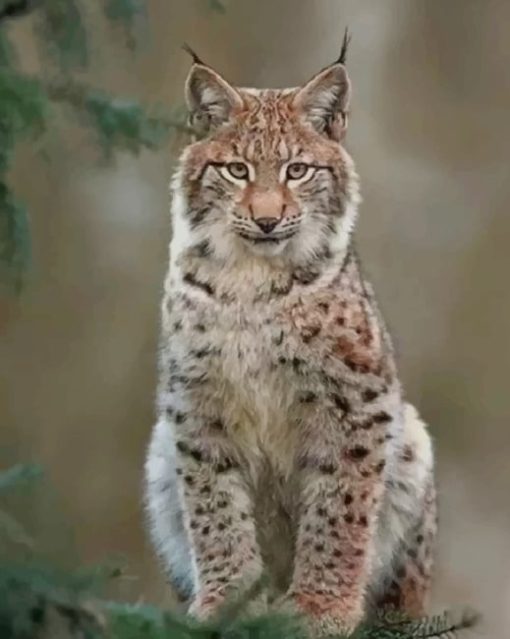 Eurasian Lynx paint by numbers