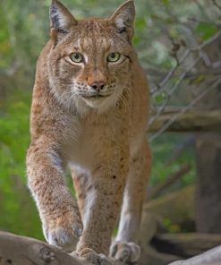 Eurasian Lynx Cat paint by numbers