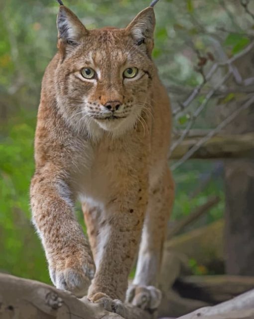 Eurasian Lynx Cat paint by numbers