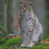 Eurasian Lynx paint by numbers