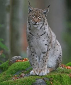 Eurasian Lynx paint by numbers