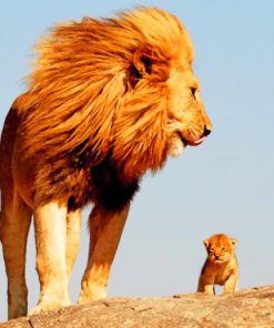 Father And Sun Lions