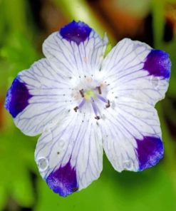 Blue Tips Violet Flower paint by numbers