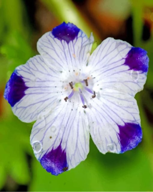 Blue Tips Violet Flower paint by numbers